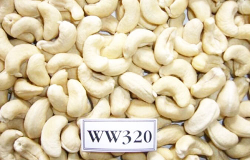 cashew nut trading